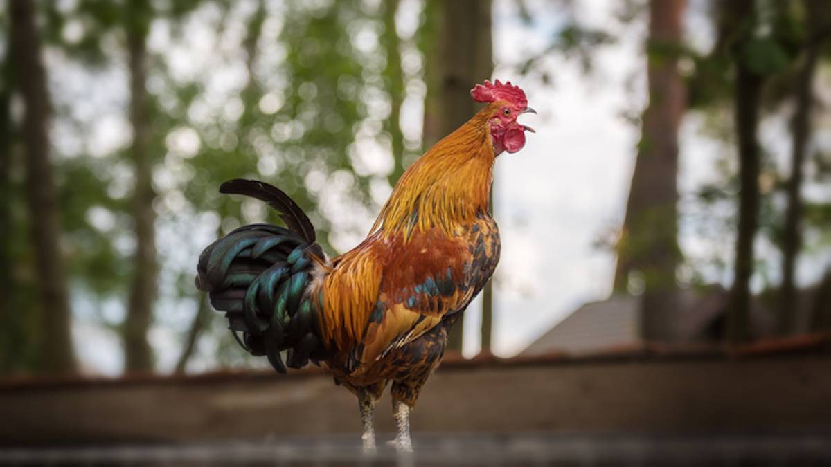 Un coq qui chante