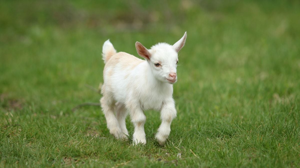 L'association Règne Animal propose 250 chevreaux à l'adoption pour les sauver d'une mort certaine