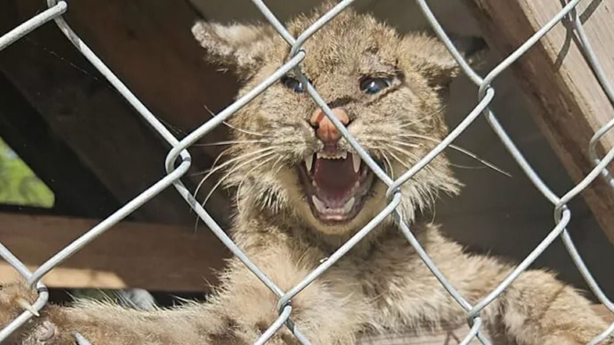 Photo du lynx retrouvé dans le poulailler 