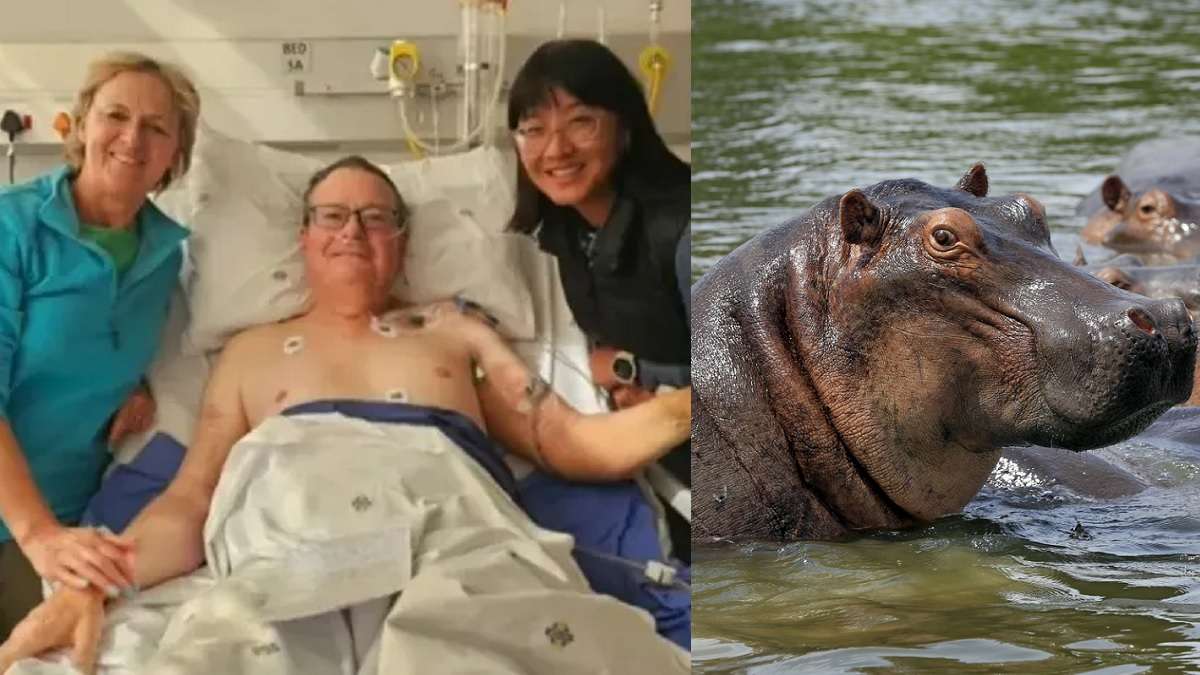 « Qu'est-ce qu'il y a dans l'eau avec moi ? » : il finit dans la gueule d'un hippopotame lors d'un safari