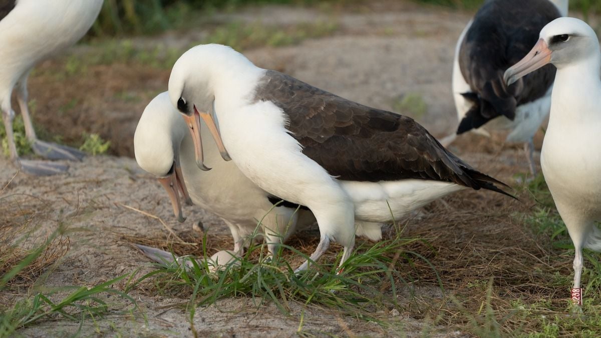 À 74 ans, l'oiseau le plus vieux du monde pond un oeuf et pourrait établir un nouveau record merveilleux