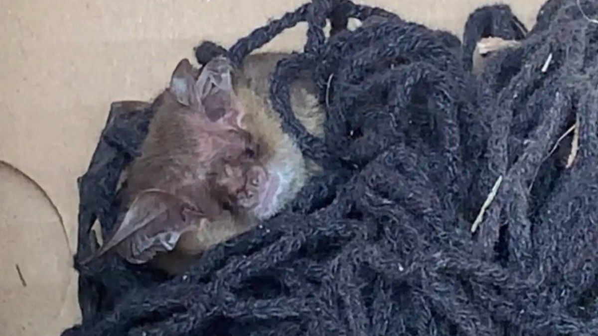 Il remarque une tête hirsute qui dépasse d'un tas de filets dans son jardin et découvre une chose étonnante