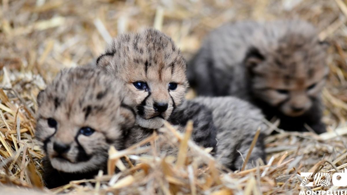 Trois adorables bébés guépards sont nés au zoo de Montpellier, une chance pour cette espèce menacée dans la nature