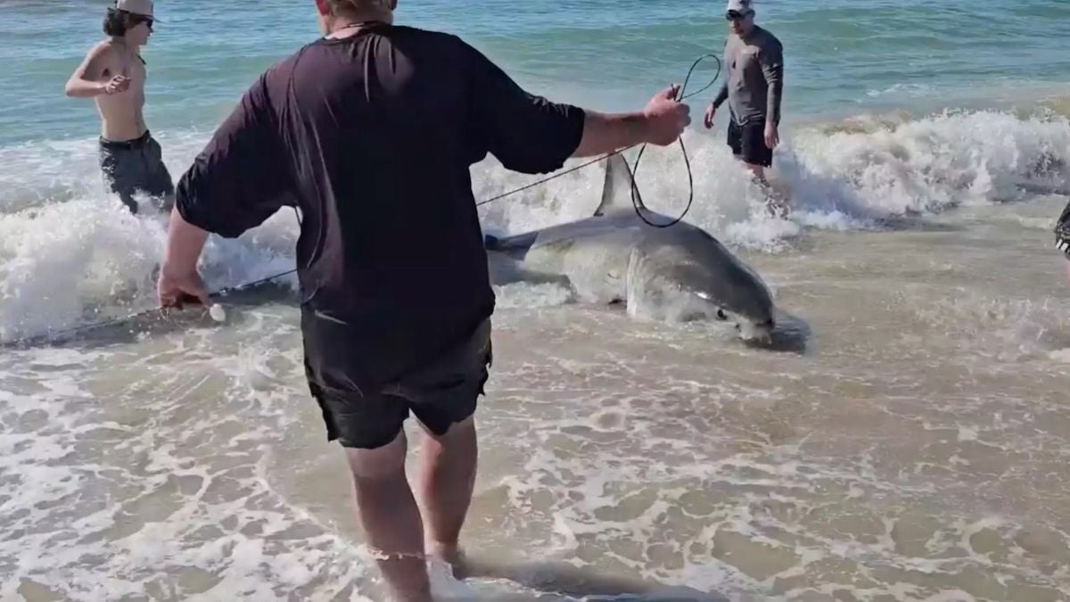 Les pêcheurs en train de libérer le grand requin blanc 