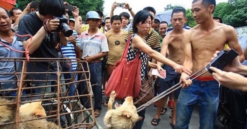 Chine : le festival de la viande de chien vient d'ouvrir ses portes malgré les interdictions