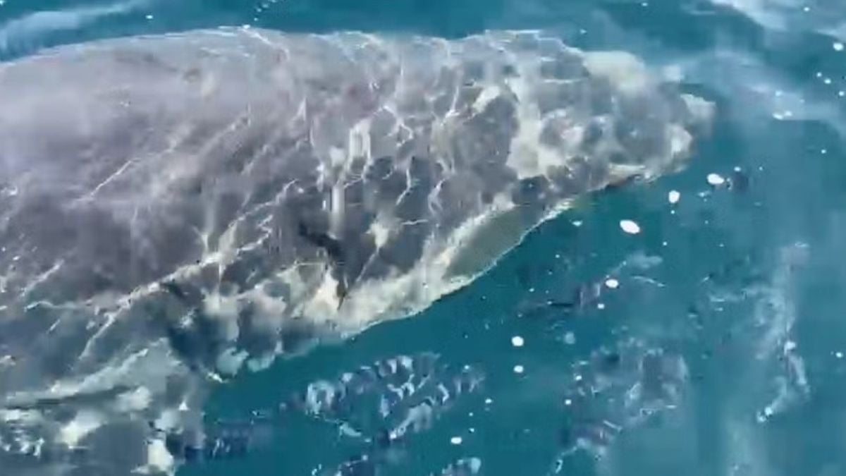 Capture d'écran montrant le grand requin blanc dans le Var 