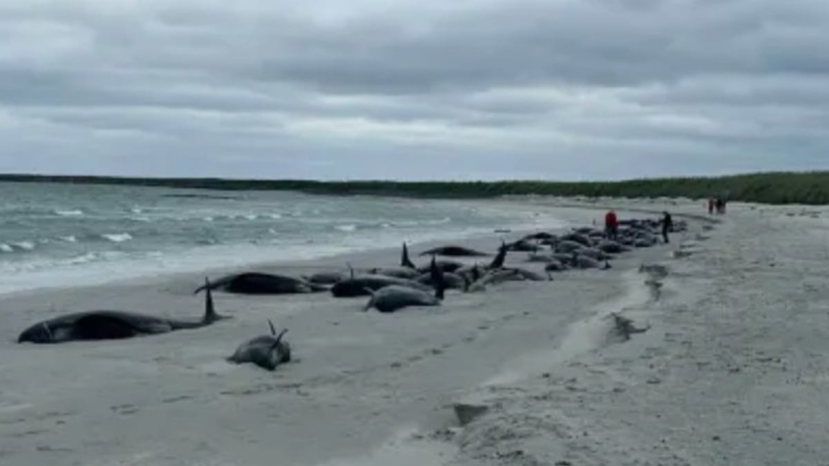 77 baleines-pilotes sont mortes échouées sur une plage en Écosse et personne ne sait pourquoi