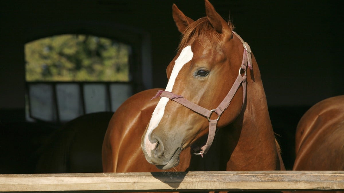 70 chevaux, juments et poulains sont morts dans un incendie qui a ravagé un haras du Calvados