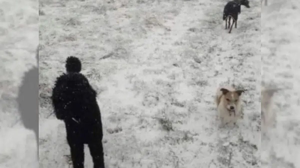 Cette photo « d'un homme et ses deux chiens » comporte un détail caché qui rend fous les internautes