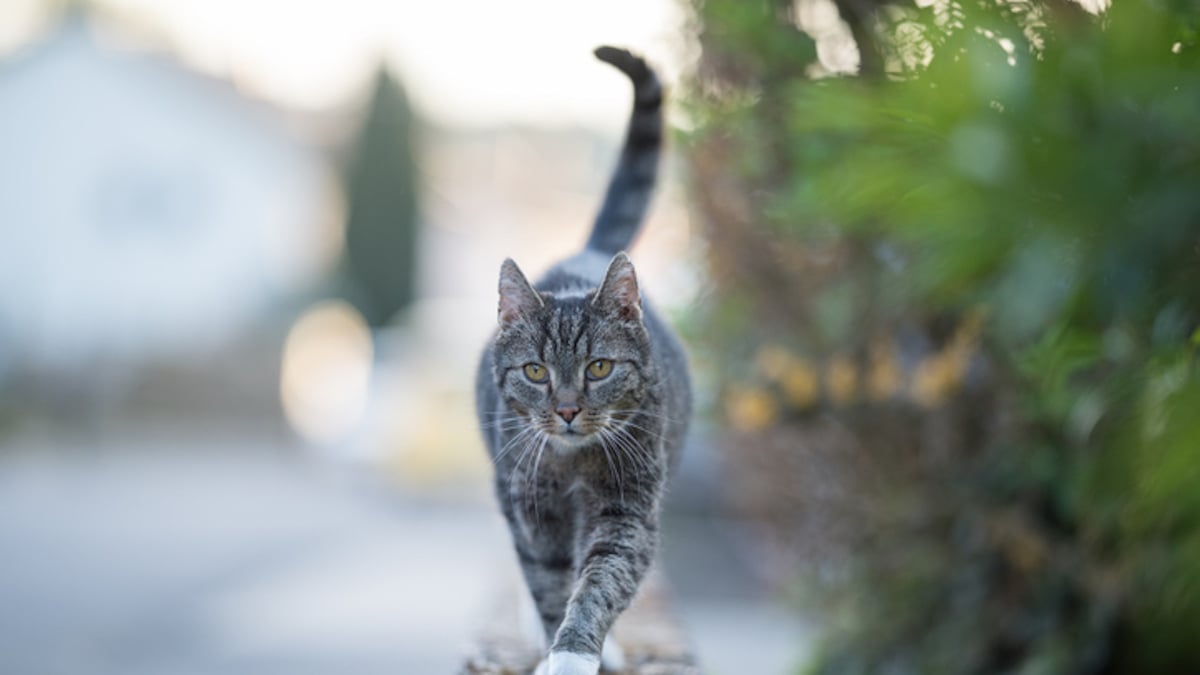 Ils font incinérer leur chat, il réapparaît quatre jours plus tard bel et bien vivant