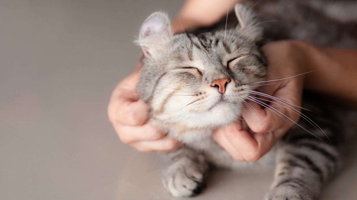 Un chat en train de recevoir des caresses de la part de son maître