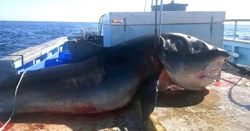 Un grand requin blanc de 5 mètres fait surface en Sicile, des images  rarissimes 