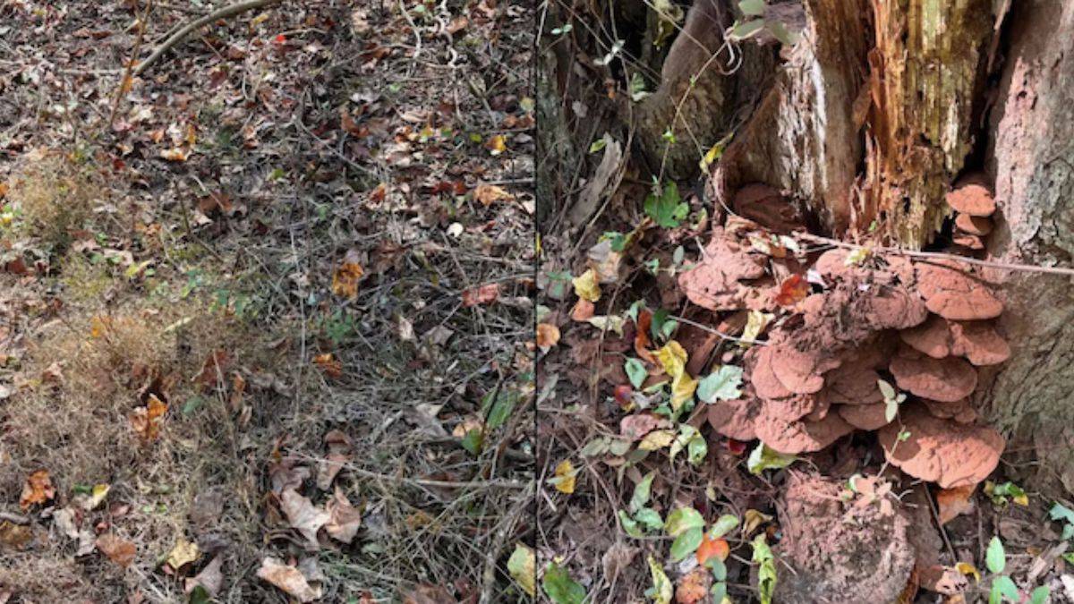 Des serpents cachés sur ces deux photos