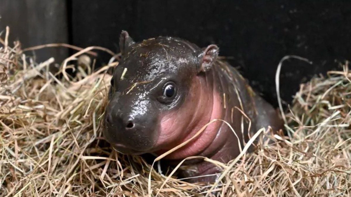 États-Unis : une femelle hippopotame pygmée a donné naissance à un bébé, quelques jours avant Noël 