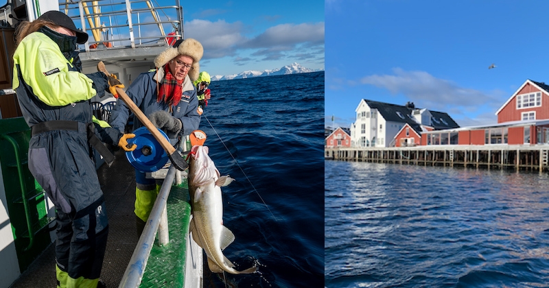 À la découverte des secrets du skrei de Norvège, l'excellence des eaux glaciales