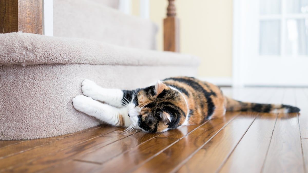 L'astuce ingénieuse pour empêcher un chat de faire ses griffes sur le mobilier 