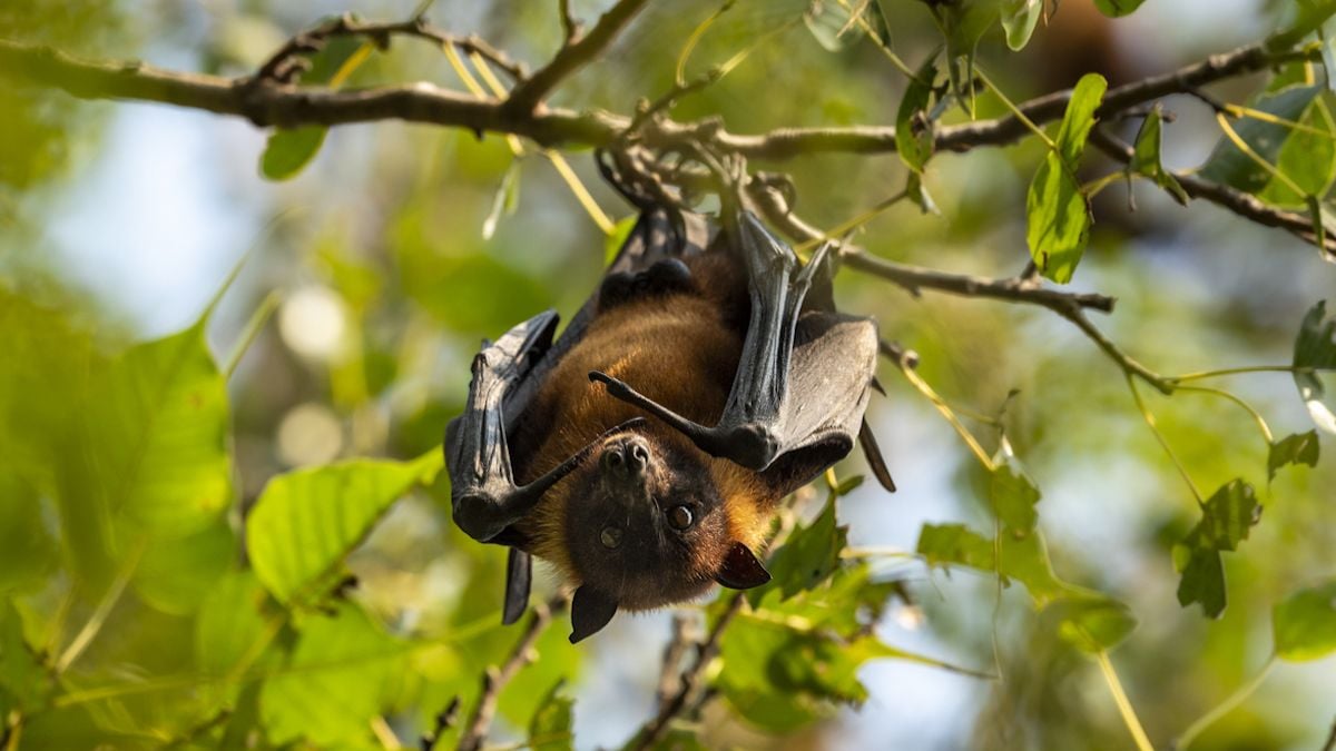 Un nouveau coronavirus infectant les chauves-souris a été découvert en Chine 