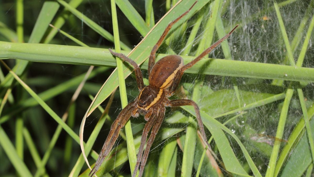 Sauvée de l'extinction, cette araignée géante prospère au Royaume-Uni