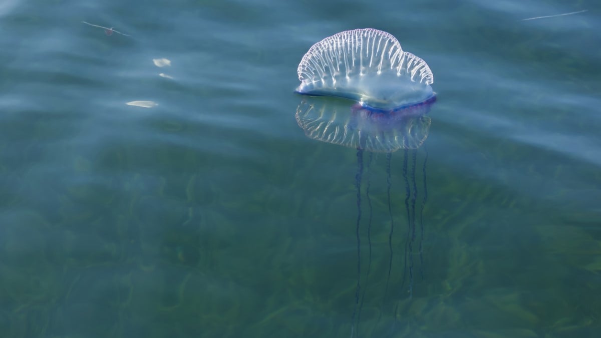 La redoutable physalie, au venin mortel et aux tentacules de 20 mètres de long, envahit les plages de Méditerranée