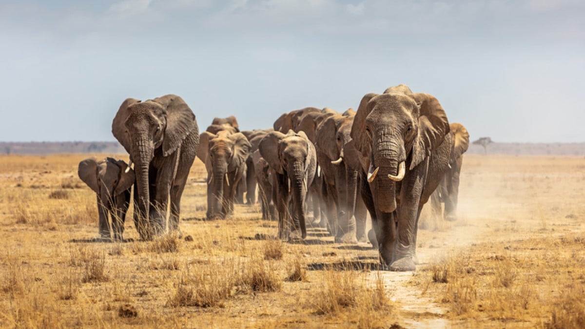 Un troupeau d'éléphants