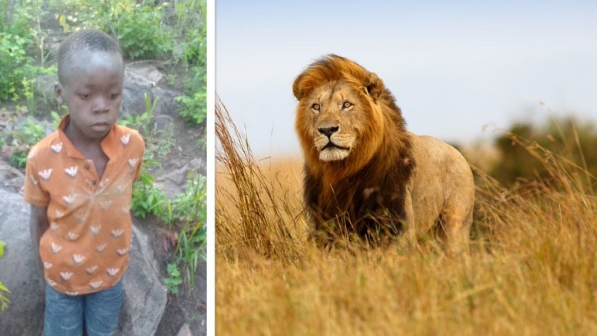 Un enfant de 8 ans survit cinq jours au milieu des lions, grâce à une technique qu'il avait apprise