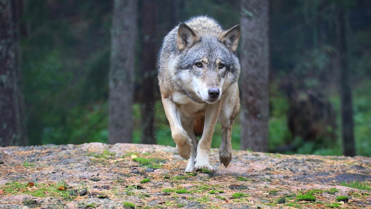 Voici ce que vous ne devez surtout pas faire si vous croisez un loup