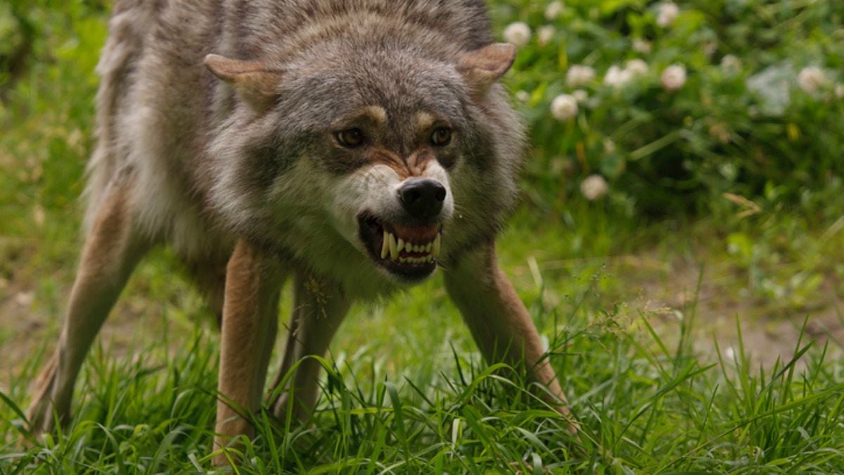Une joggeuse se retrouve dans l'enclos des loups à Thoiry... et se fait attaquer par 3 d'entre eux