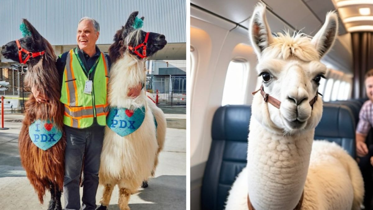 Les lamas photographiés auprès d'un agent / Photo d'un lama à bord d'un avion