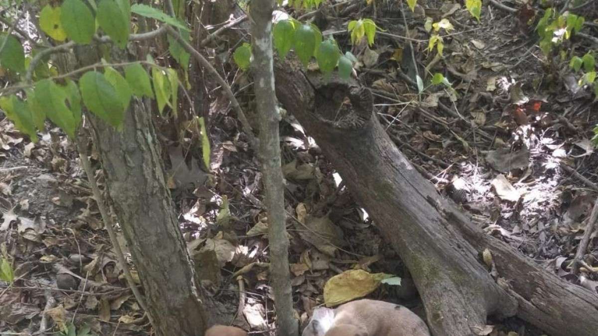 En pleine forêt, ils découvrent de mystérieuses boules sous un arbre, mais sont choqués en s'approchant