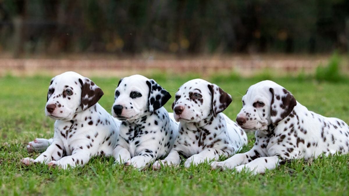 Record du monde : une chienne dalmatienne donne naissance à... 19 chiots