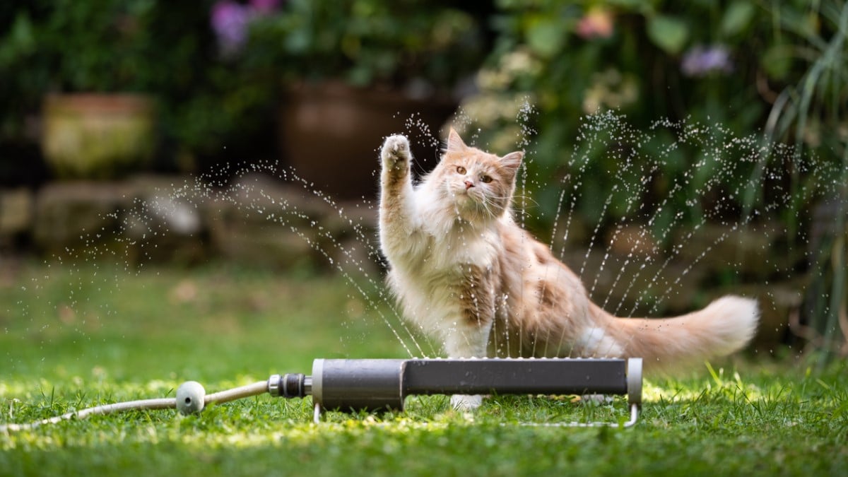 Un chat joue avec de l'eau à l'extérieur