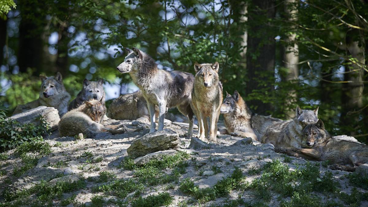 À lui tout seul, ce petit animal vorace peut faire fuir une meute de loups et lui voler son repas