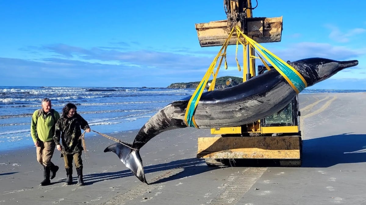 L'une des baleines les plus rares au monde retrouvée échouée sur une plage de Nouvelle-Zélande