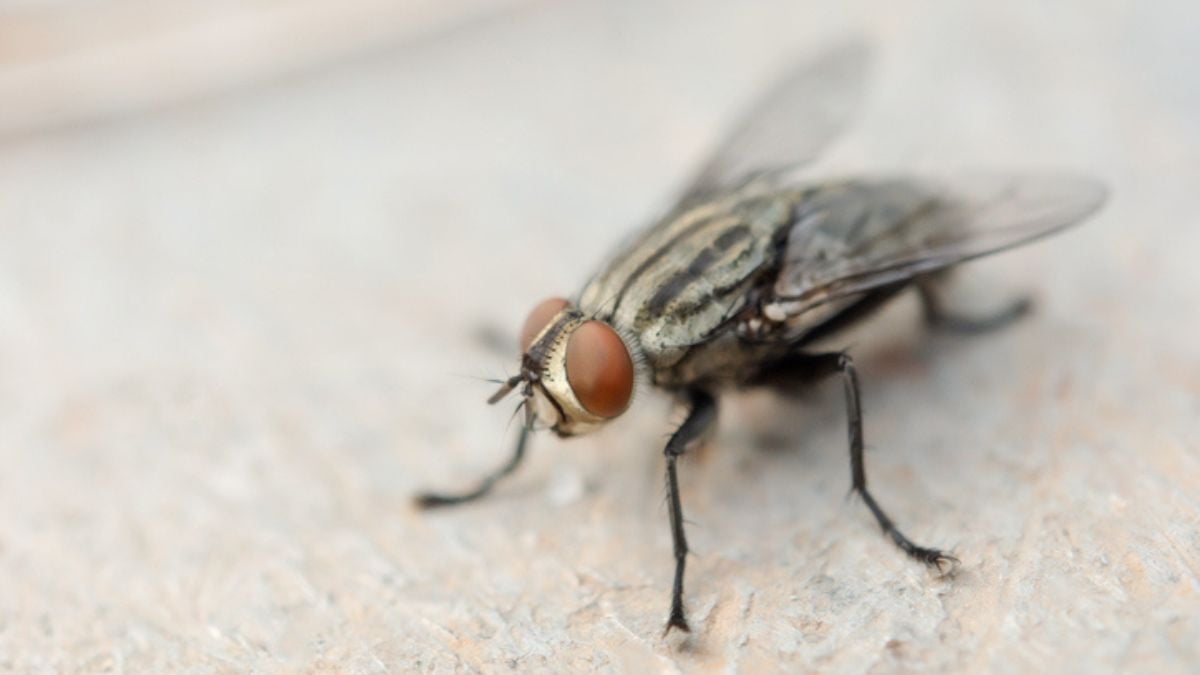 Les mouches envahissent les maisons cette année, voici 5 astuces naturelles pour s'en débarrasser