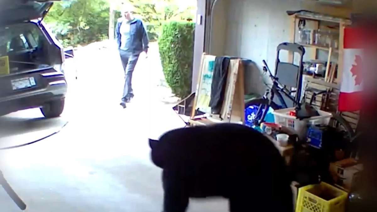 Canada : un homme tombe nez à nez avec un ours noir dans son garage et a la meilleure réaction possible