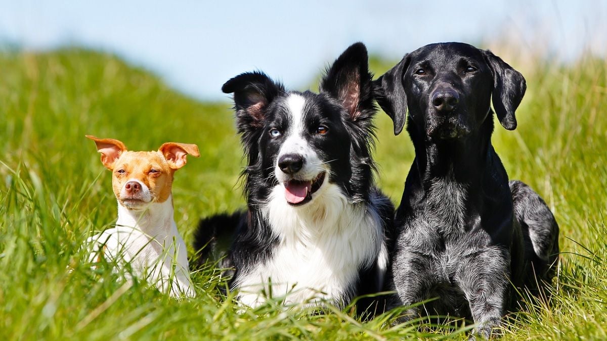 Trois chiens assis dans l'herbe