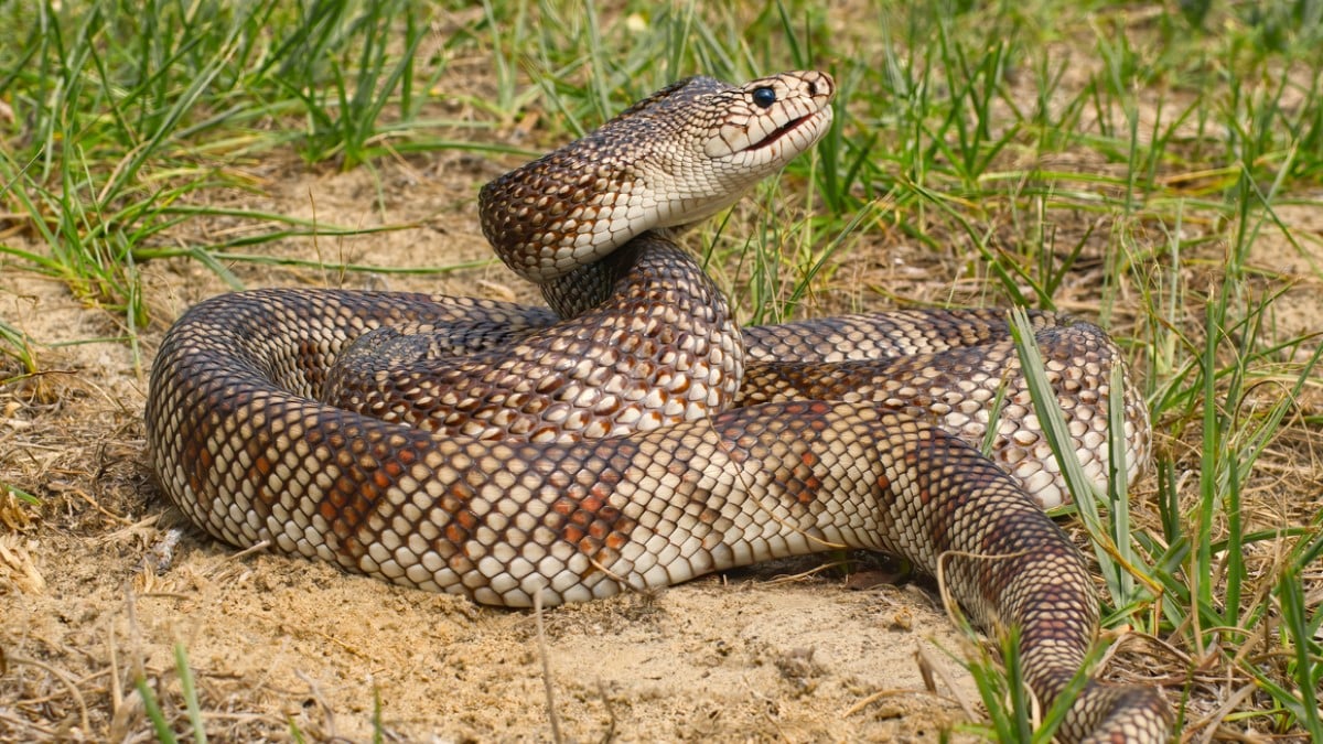 Un serpent des pins de Louisiane