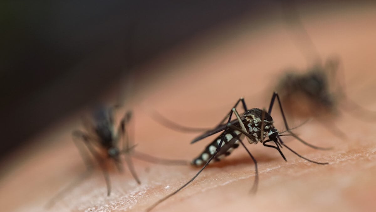 5 astuces redoutables pour faire fuir les moustiques cet été