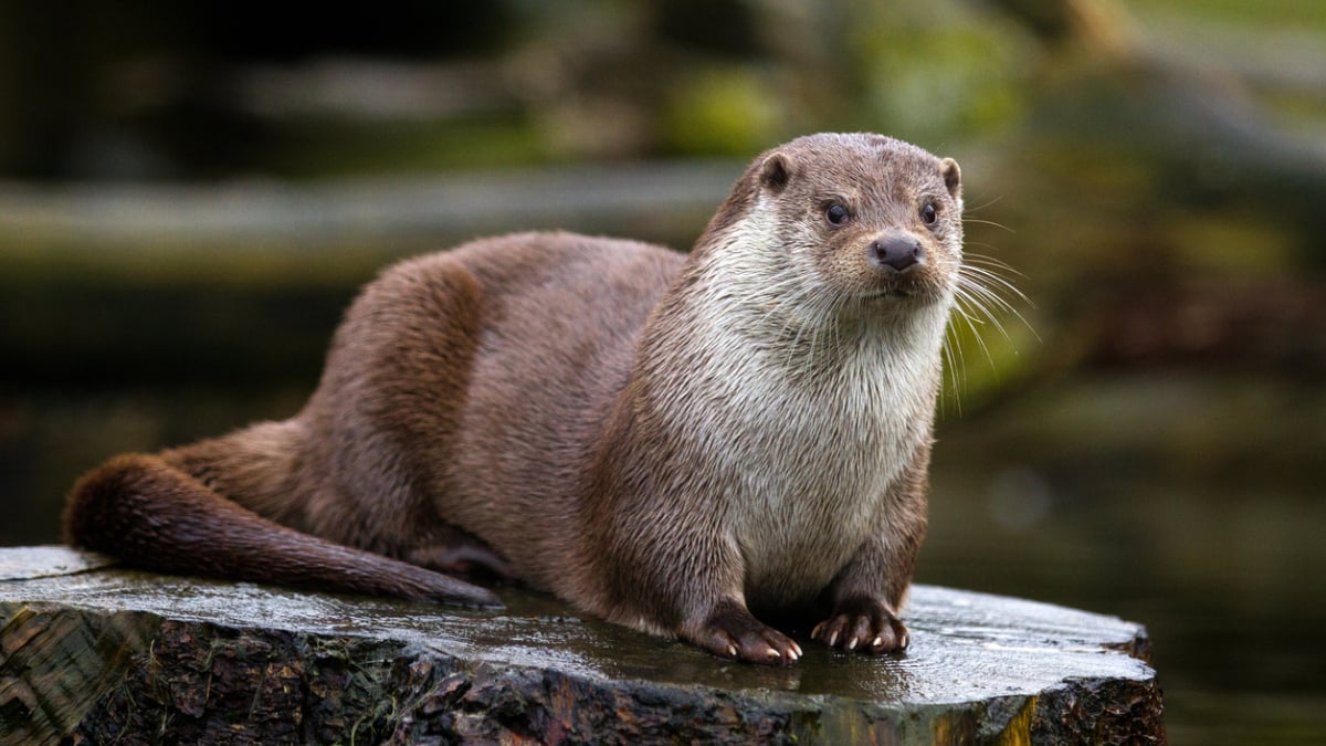 Un loutre attaque un enfant et l'entraîne dans l'eau sous les yeux de sa mère