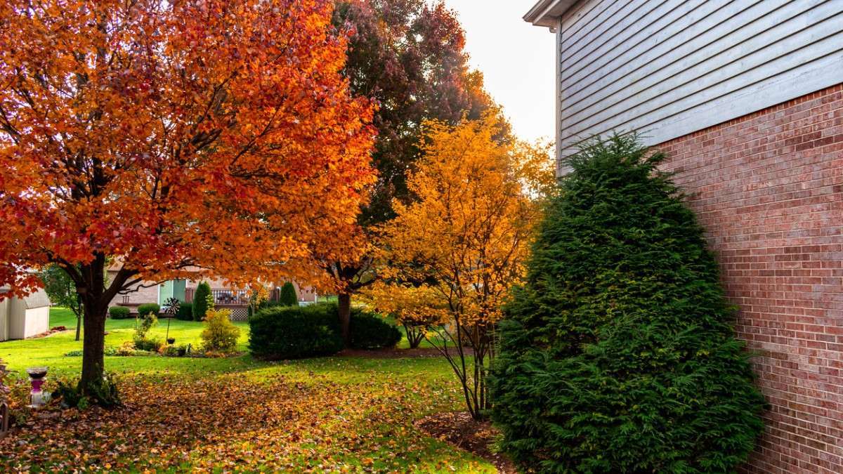 Des arbres dans un jardin en automne