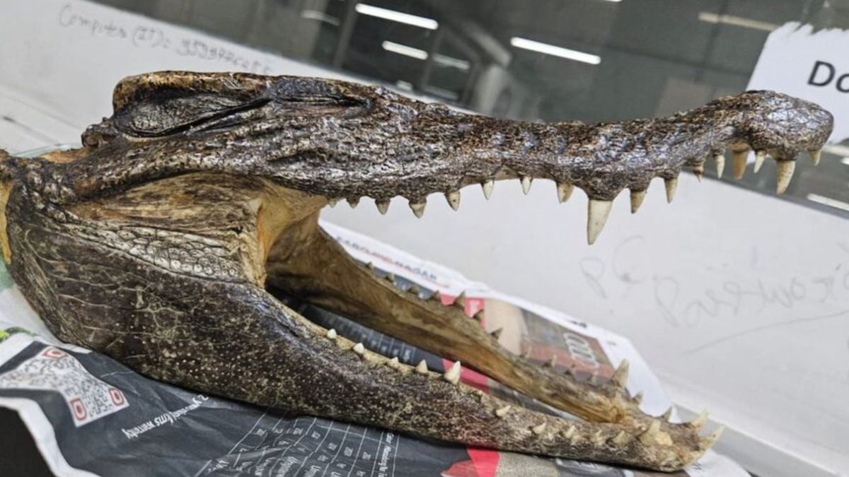 Inde : un homme arrêté après avoir voulu prendre l'avion avec... une tête de crocodile 