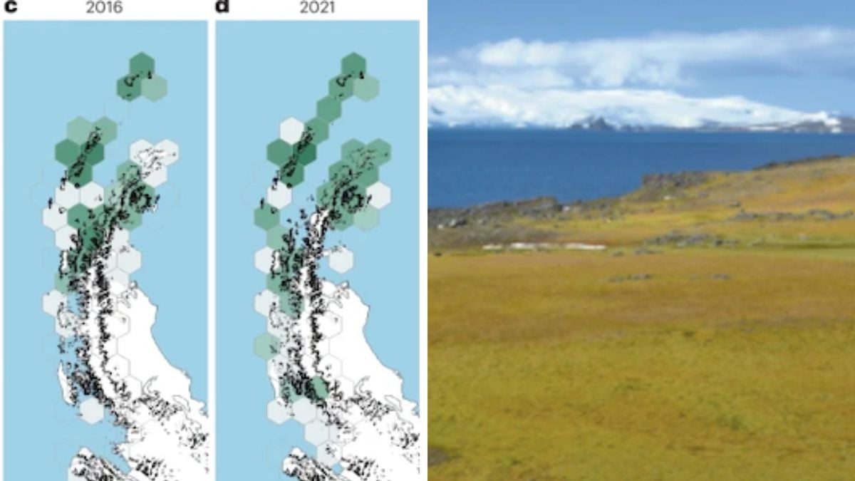 Ces images révèlent que l'Antarctique devient verte de végétation et ce n'est pas une bonne nouvelle