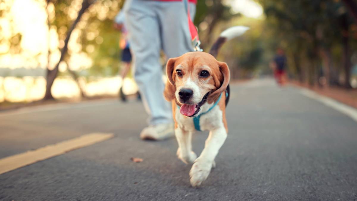 Un chien promené par son maître