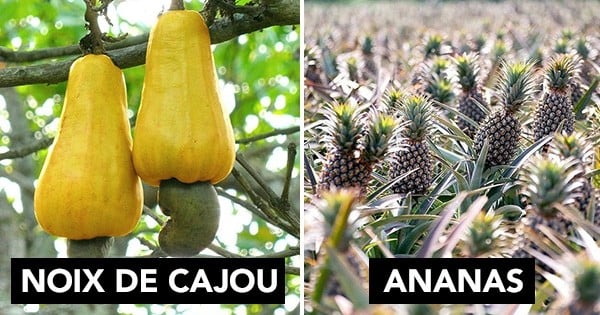 Après avoir vu ces photos, vous ne verrez plus jamais ces aliments de la même manière... Savez-vous comment ils poussent ? Surprenant !