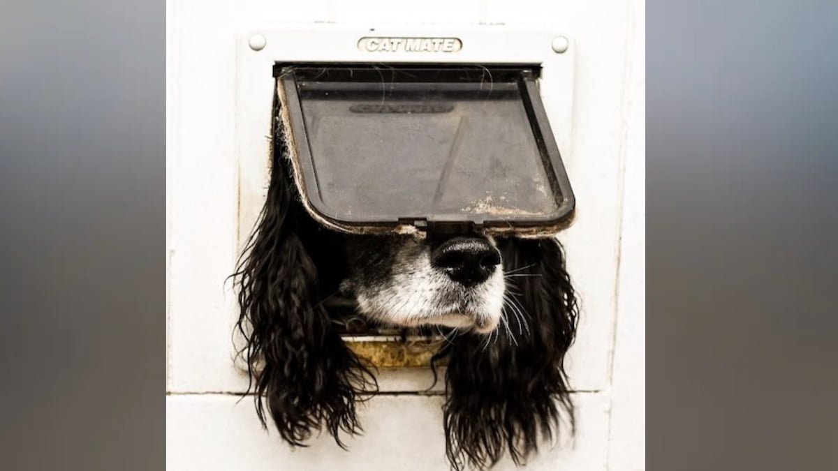 Cette photo de chien a été élue la plus drôle de l'année 2024 lors des « Comedy Pet Photography Awards »