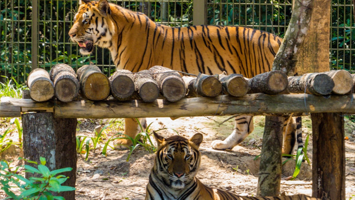 Inconsciente, elle pénètre dans l'enclos d'un tigre pour le caresser