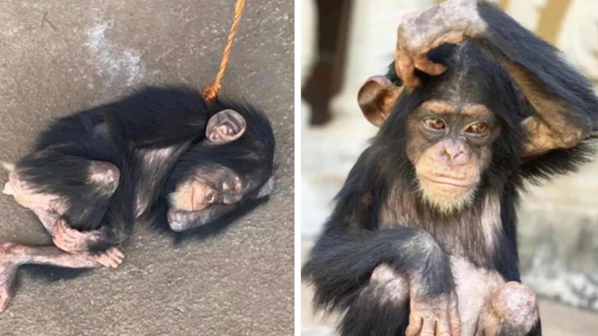 Retrouvé attaché dans un état terrible, ce bébé chimpanzé orphelin s'est transformé depuis son sauvetage