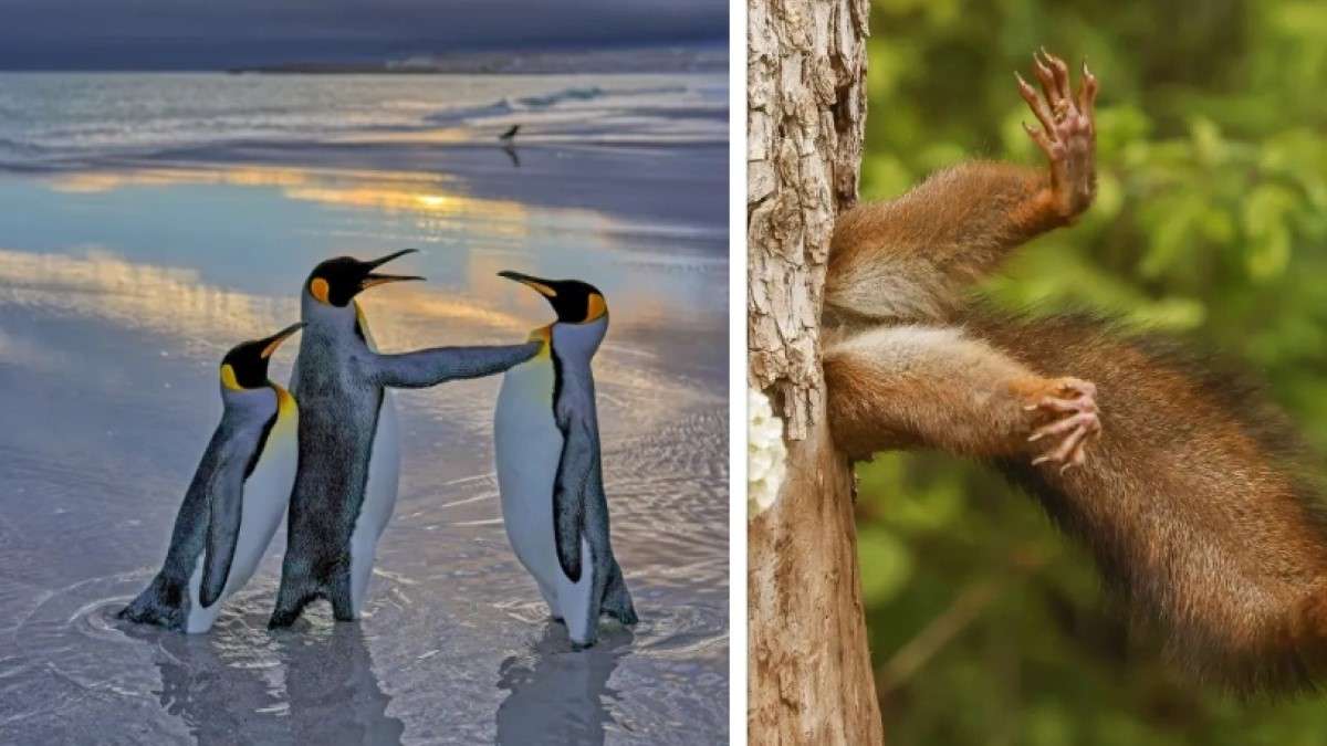 Ces 15 photos d'animaux hilarantes sont finalistes du Comedy Wildlife Photography Awards