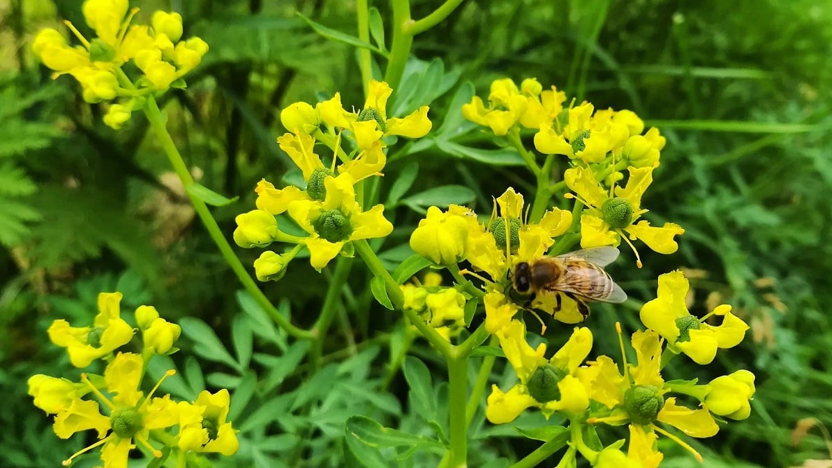 gros plan sur une Rue fétide avec une abeille dessus