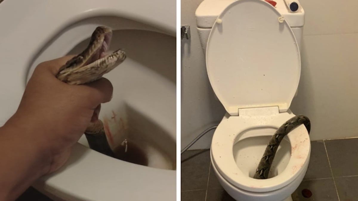 Sur le trône, il se fait mordre les testicules par un... serpent qui se trouvait dans ses toilettes 